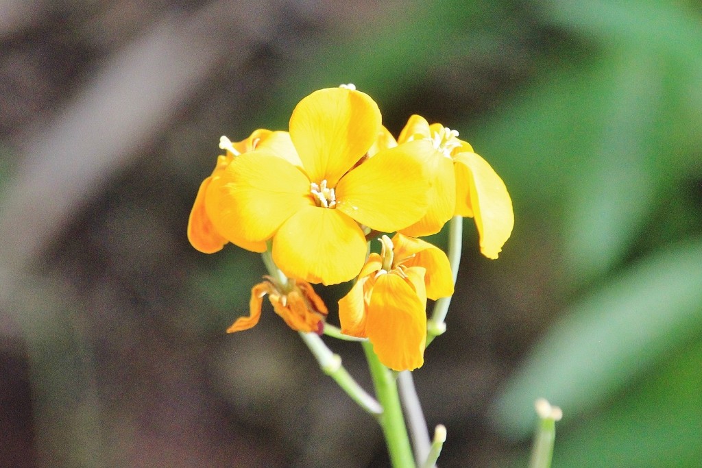 Foto: Jardín Botánico - Blanes (Girona), España
