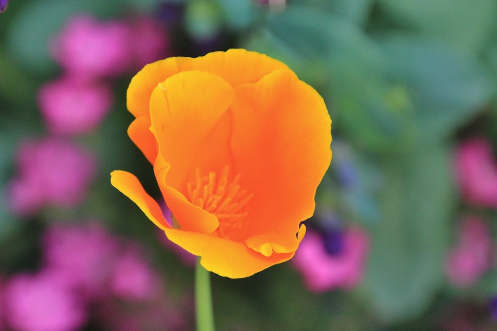 Foto: Jardín Botánico - Blanes (Girona), España