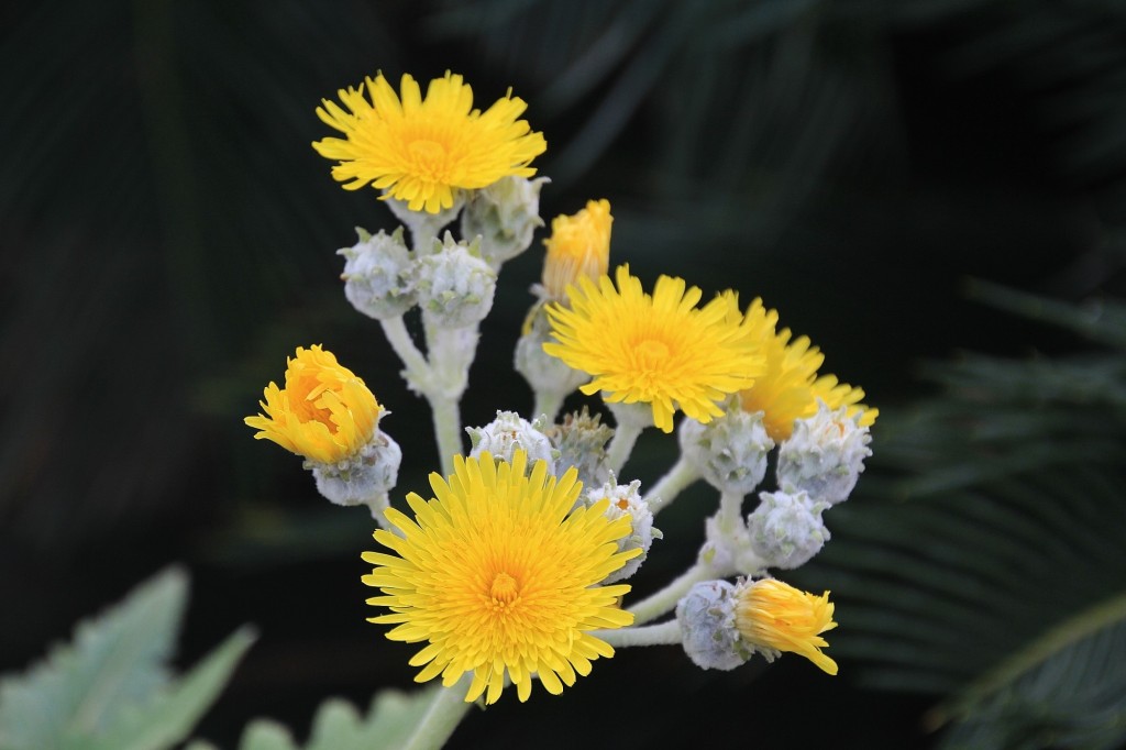 Foto: Jardín Botánico - Blanes (Girona), España