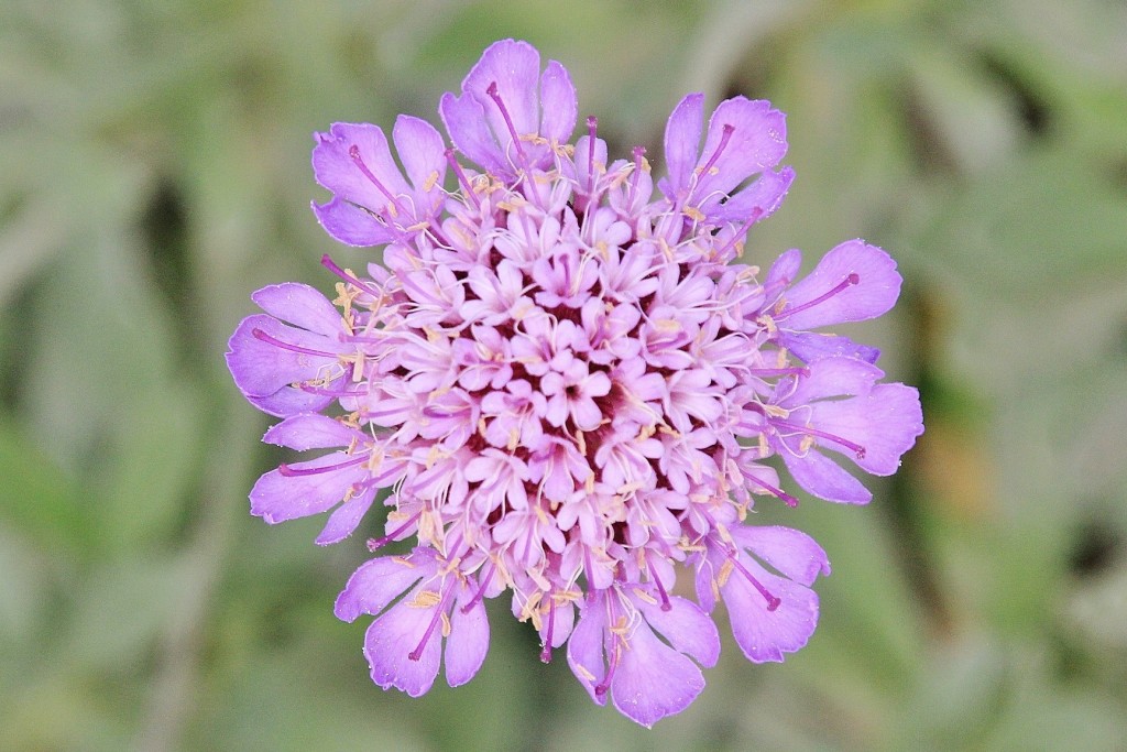 Foto: Jardín Botánico - Blanes (Girona), España