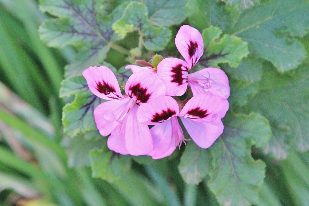 Foto: Jardín Botánico - Blanes (Girona), España
