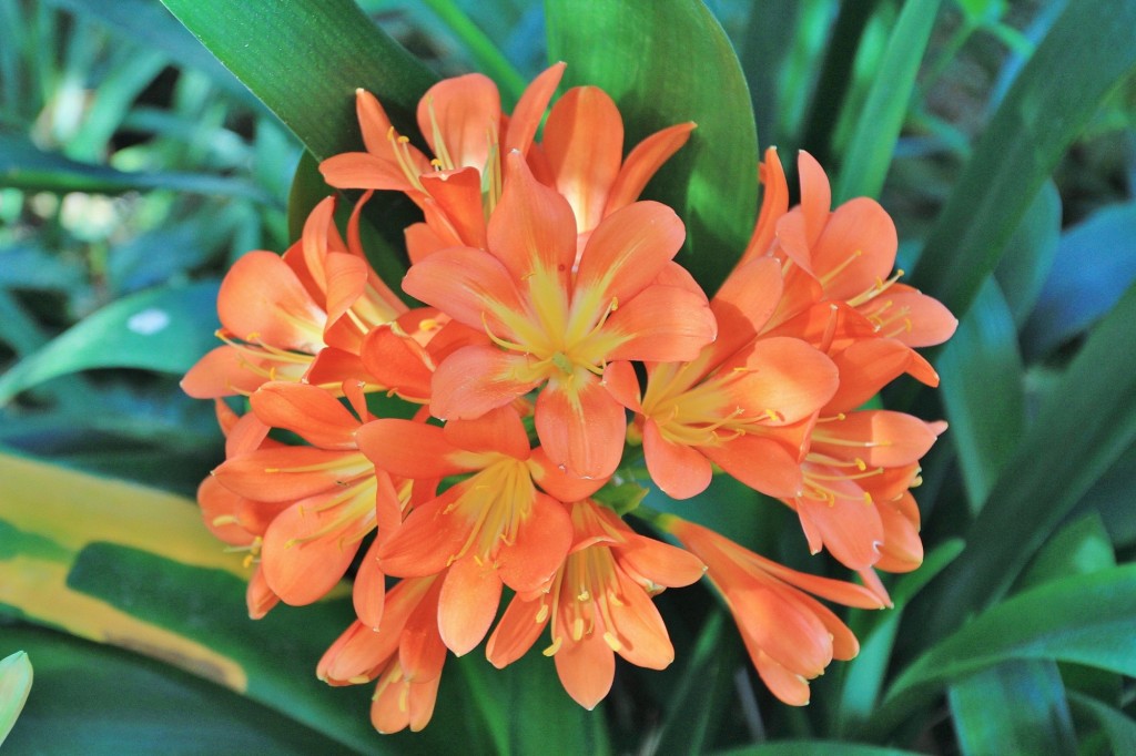 Foto: Jardín Botánico - Blanes (Girona), España