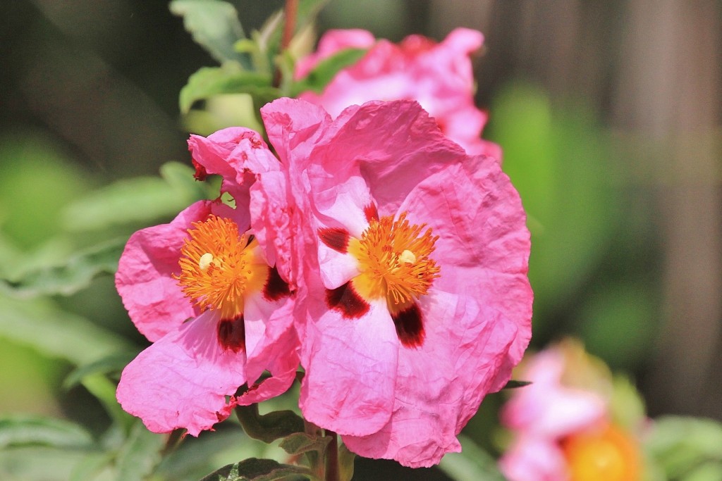 Foto: Jardín Botánico - Blanes (Girona), España