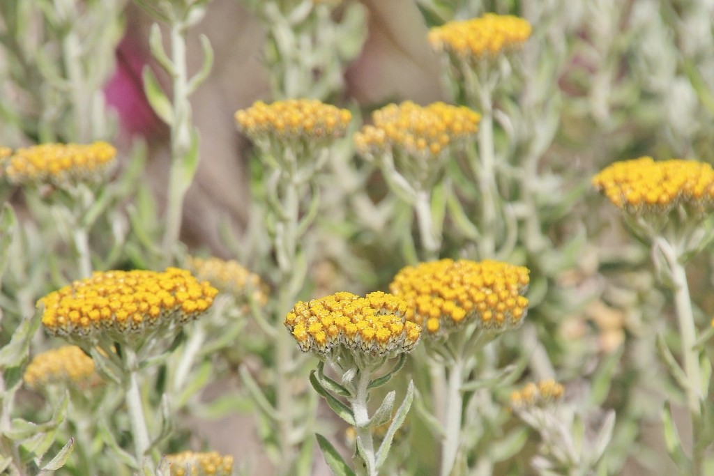 Foto: Jardín Botánico - Blanes (Girona), España