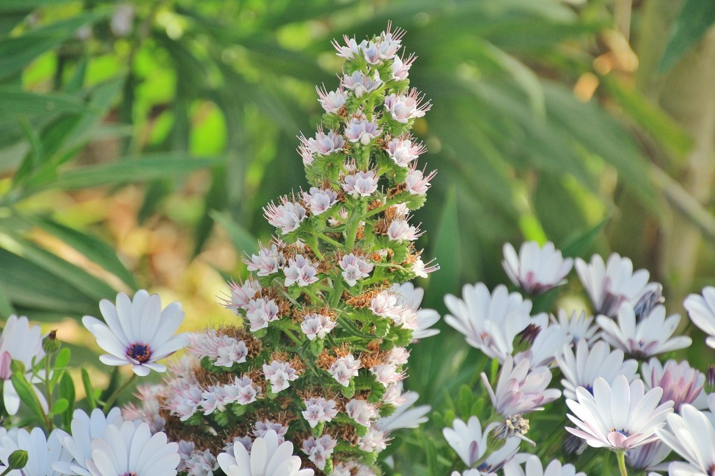 Foto: Jardín Botánico - Blanes (Girona), España