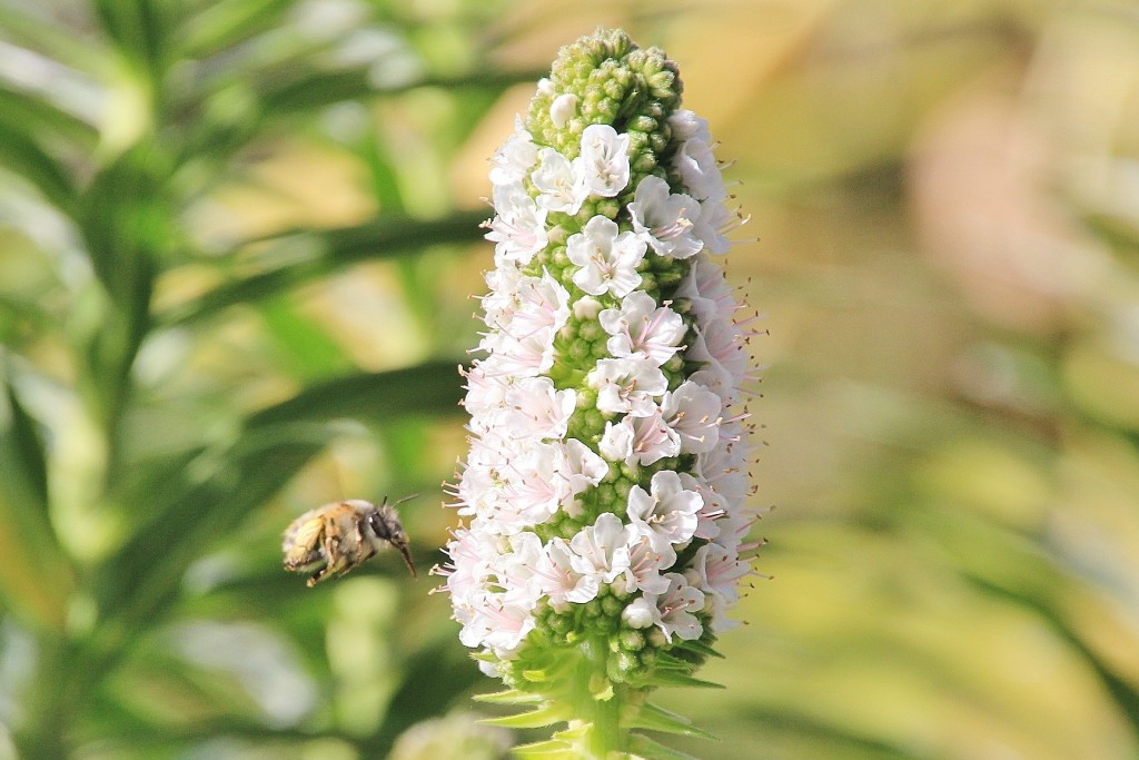 Foto: Jardín Botánico - Blanes (Girona), España