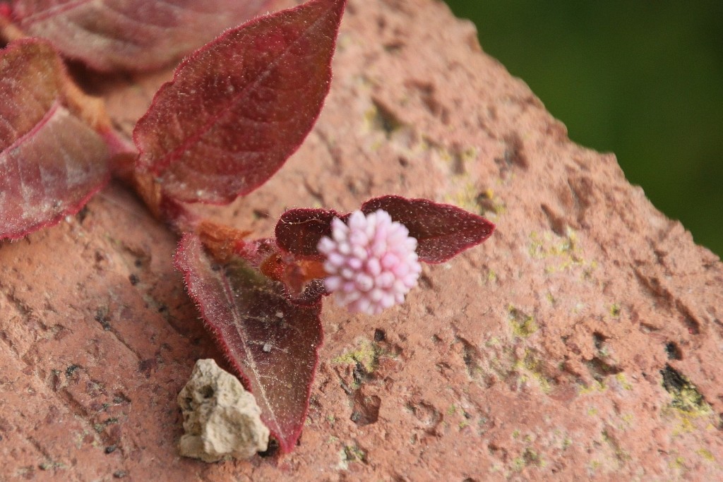 Foto: Jardín Botánico - Blanes (Girona), España