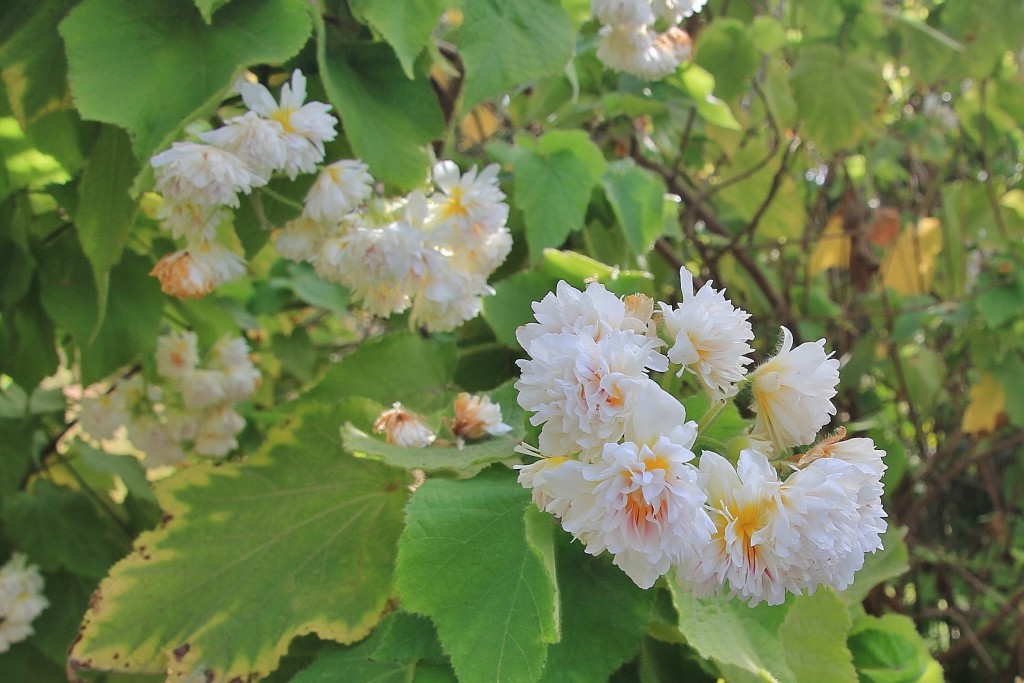Foto: Jardín Botánico - Blanes (Girona), España