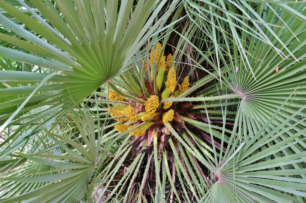 Foto: Jardín Botánico - Blanes (Girona), España