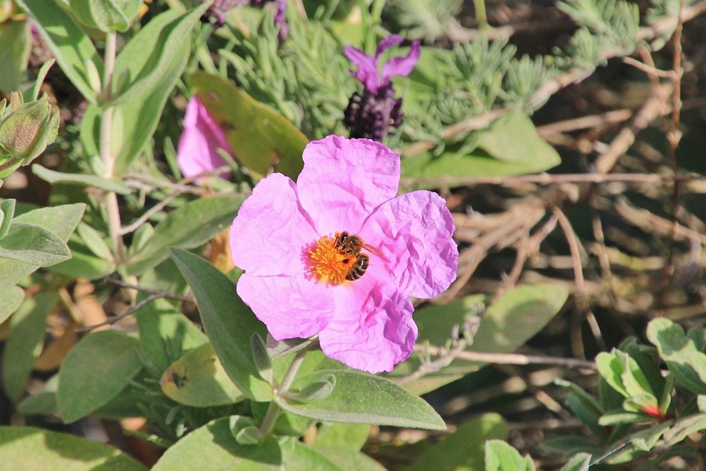 Foto: Jardín Botánico - Blanes (Girona), España