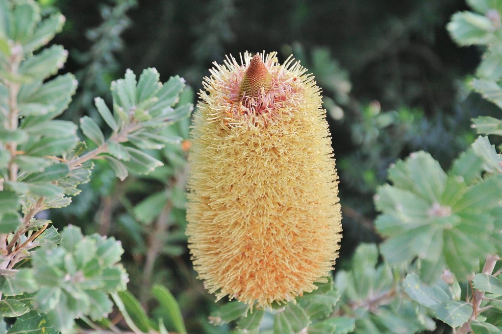 Foto: Jardín Botánico - Blanes (Girona), España