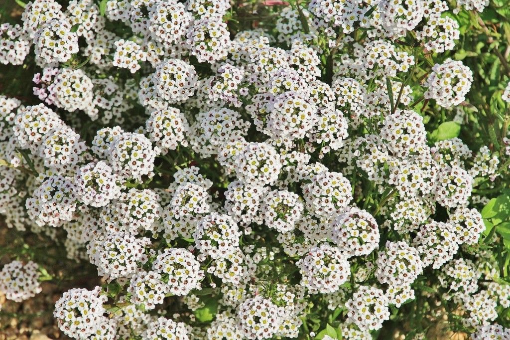 Foto: Jardín Botánico - Blanes (Girona), España