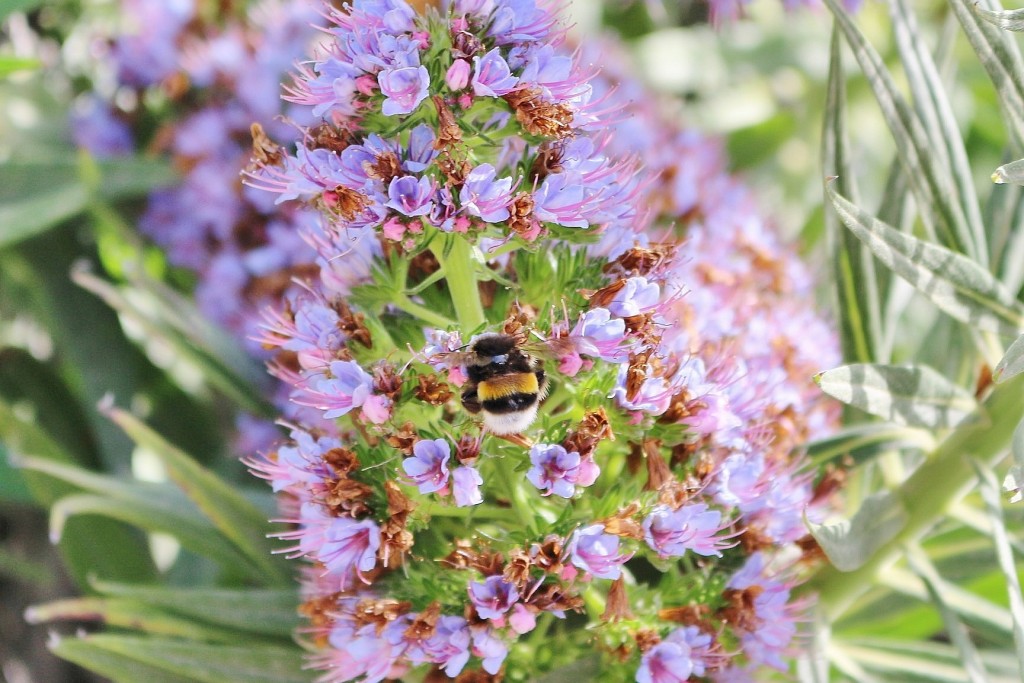 Foto: Jardín Botánico - Blanes (Girona), España