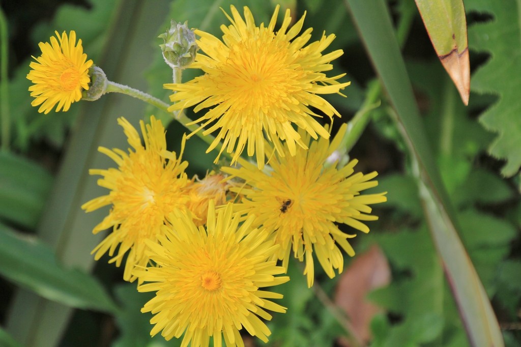 Foto: Jardín Botánico - Blanes (Girona), España