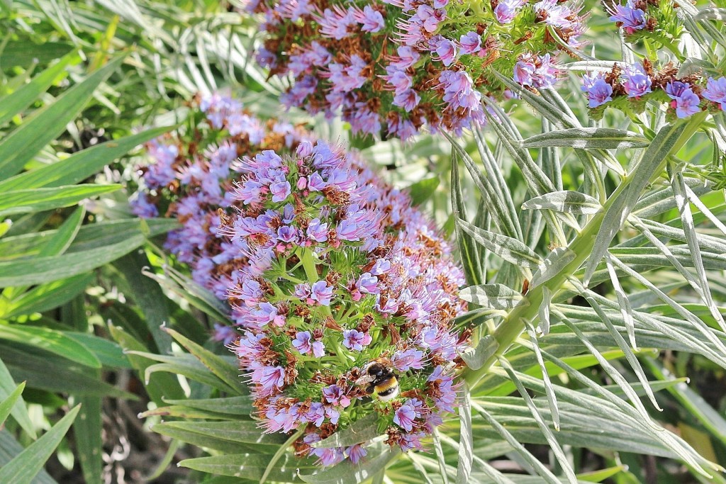 Foto: Jardín Botánico - Blanes (Girona), España