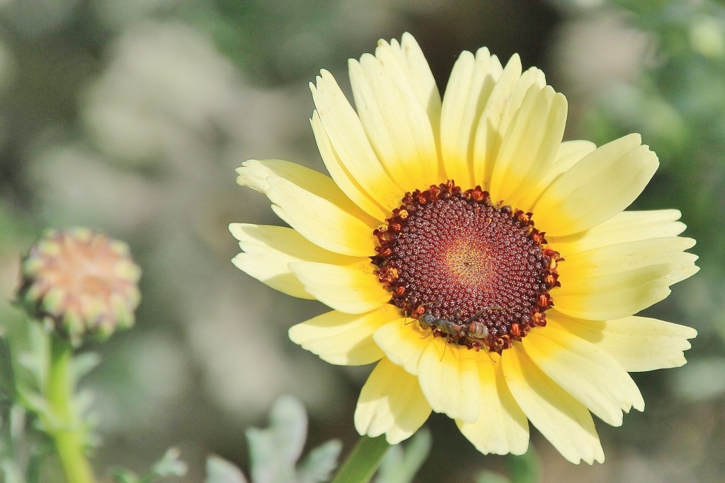 Foto: Jardín Botánico - Blanes (Girona), España