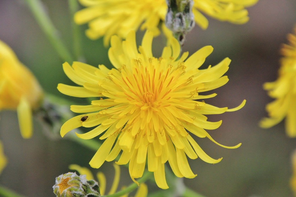 Foto: Jardín Botánico - Blanes (Girona), España