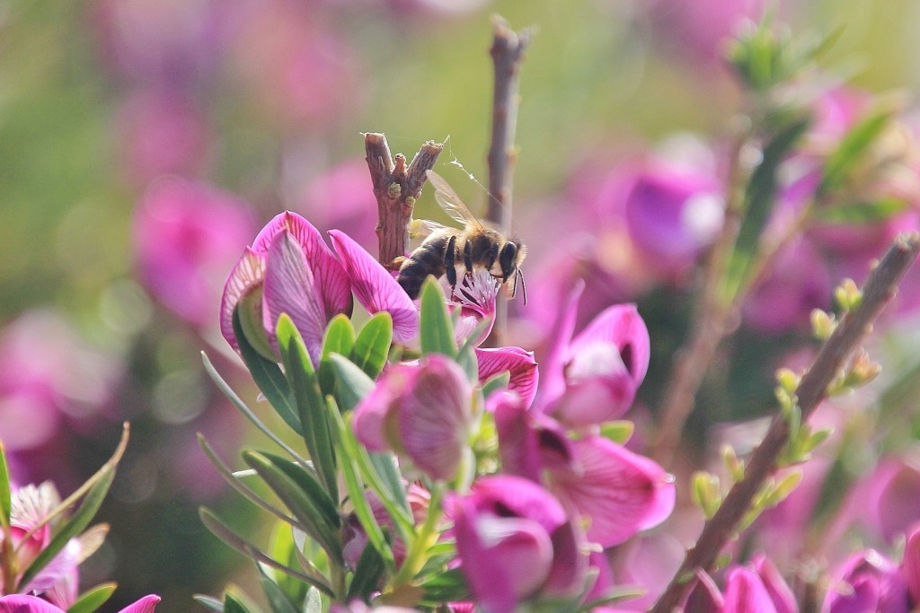 Foto: Jardín Botánico - Blanes (Girona), España