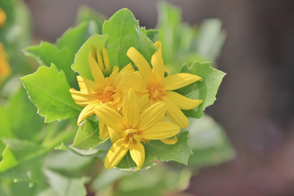 Foto: Jardín Botánico - Blanes (Girona), España