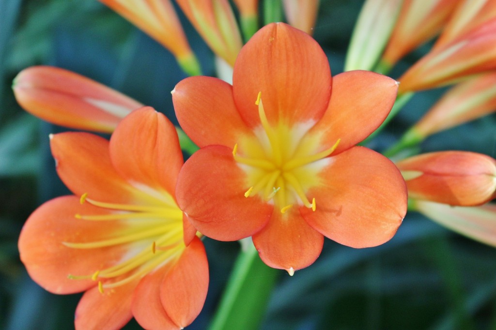 Foto: Jardín Botánico - Blanes (Girona), España