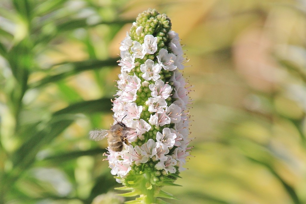 Foto: Jardín Botánico - Blanes (Girona), España