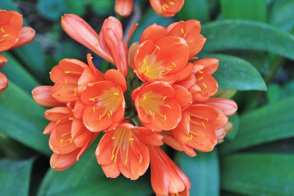 Foto: Jardín Botánico - Blanes (Girona), España