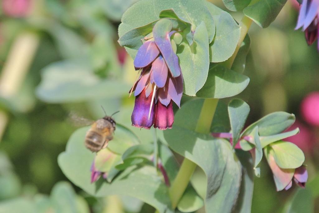 Foto: Jardín Botánico - Blanes (Girona), España