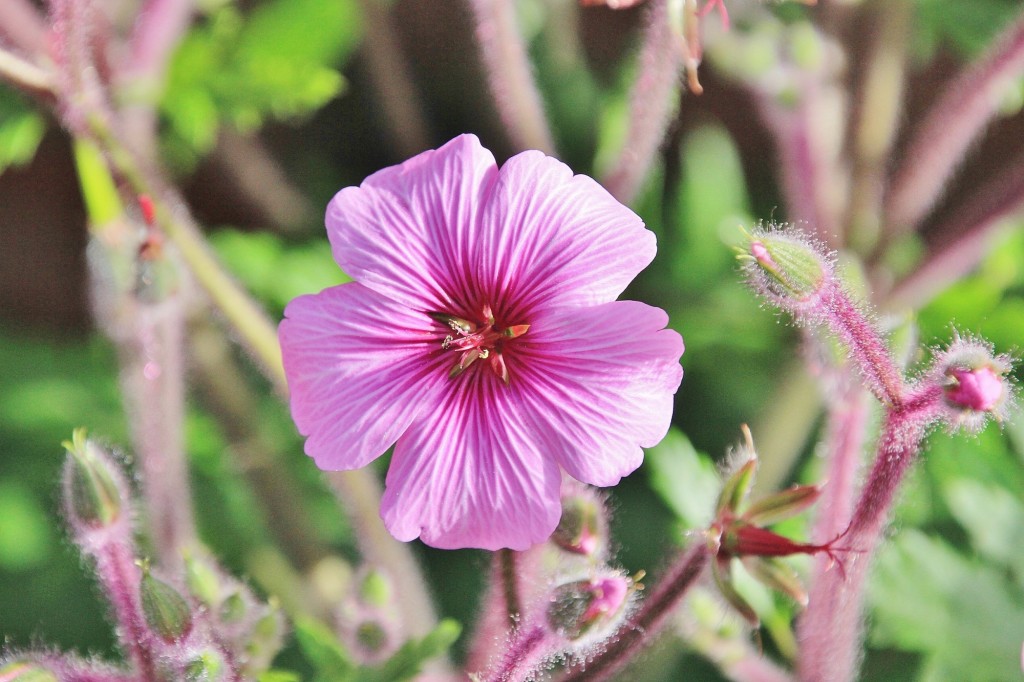 Foto: Jardín Botánico - Blanes (Girona), España