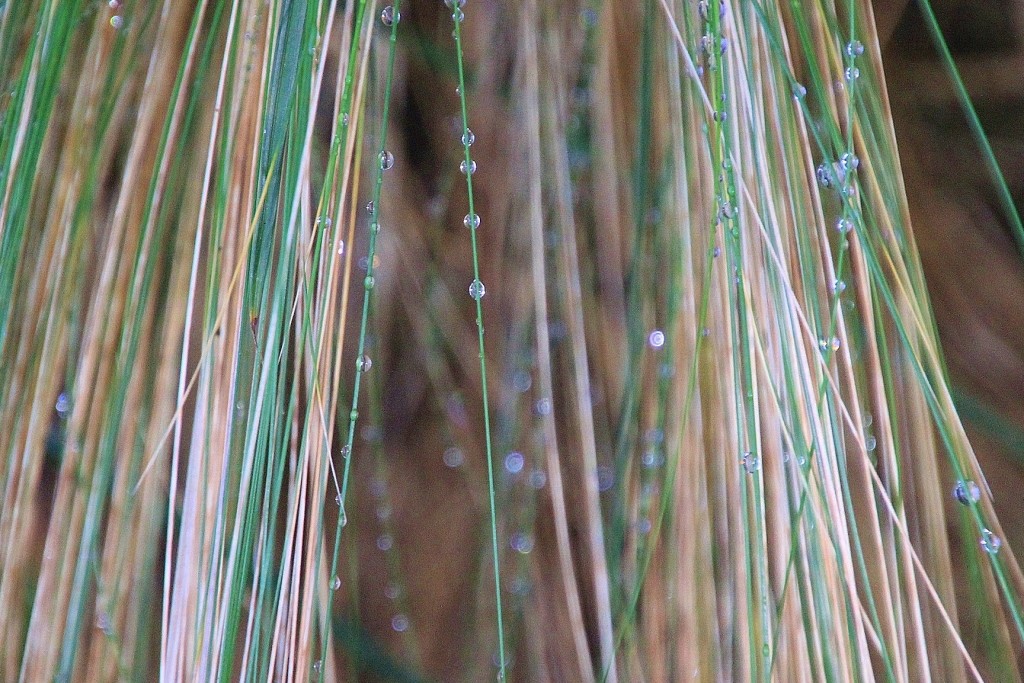 Foto: Jardín Botánico - Blanes (Girona), España