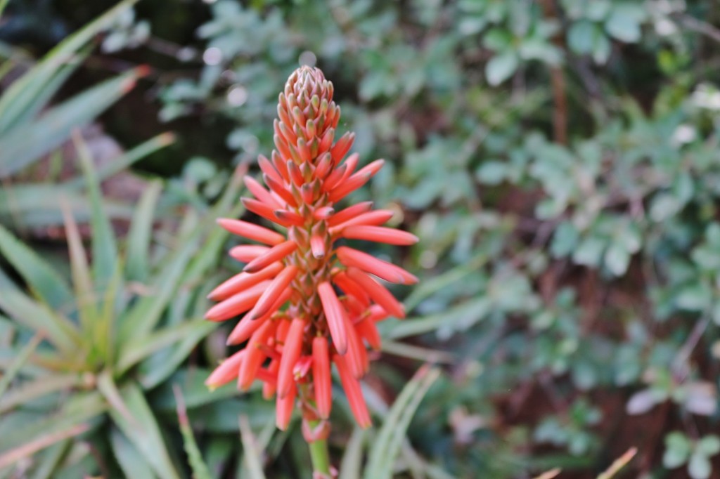 Foto: Jardín Botánico - Blanes (Girona), España