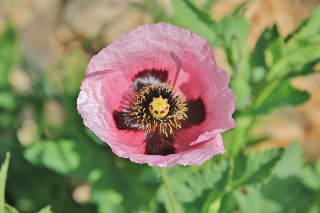 Foto: Jardín Botánico - Blanes (Girona), España