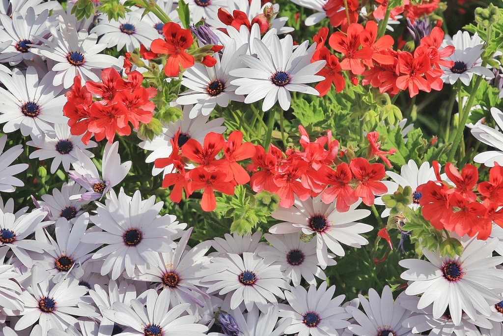 Foto: Jardín Botánico - Blanes (Girona), España