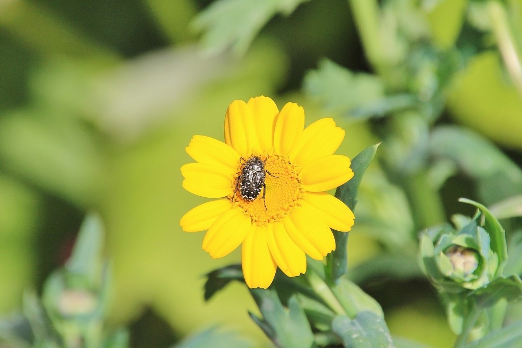 Foto: Jardín Botánico - Blanes (Girona), España