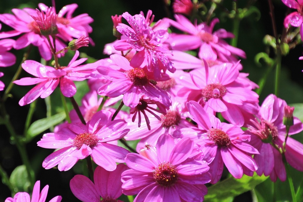 Foto: Jardín Botánico - Blanes (Girona), España