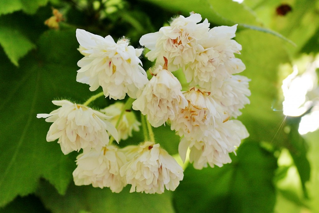 Foto: Jardín Botánico - Blanes (Girona), España