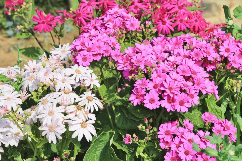 Foto: Jardín Botánico - Blanes (Girona), España