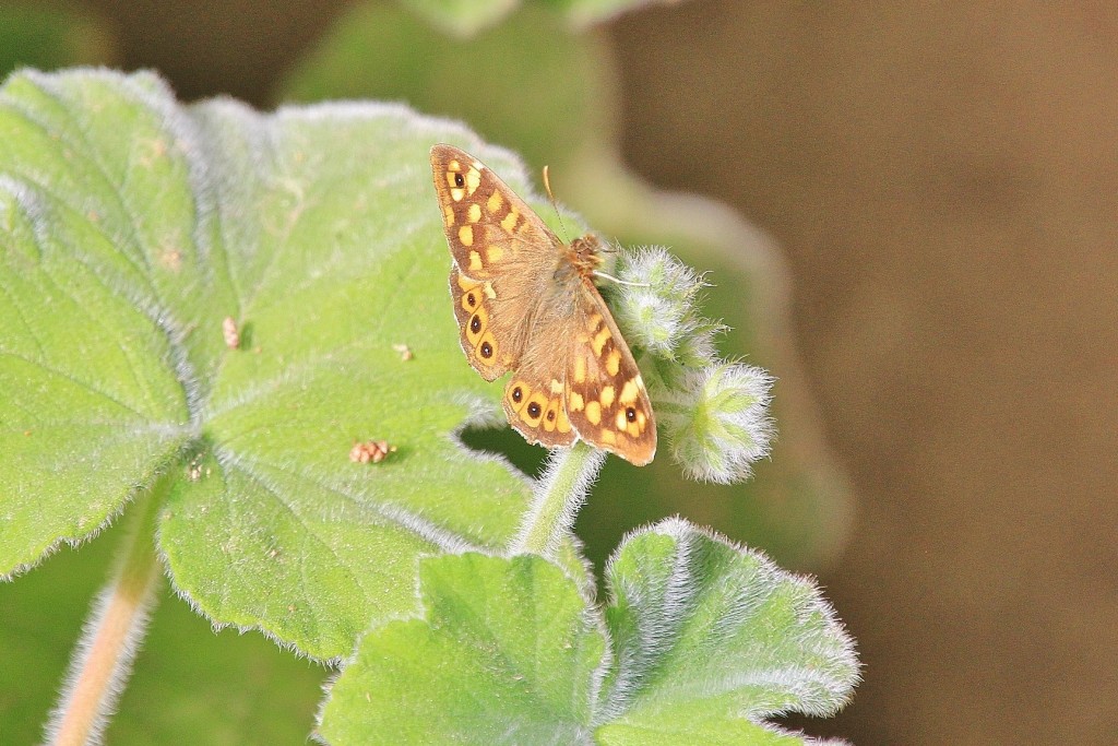 Foto: Jardín Botánico - Blanes (Girona), España