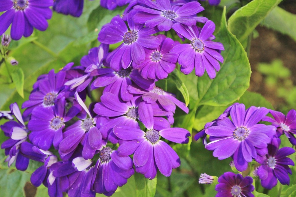 Foto: Jardín Botánico - Blanes (Girona), España