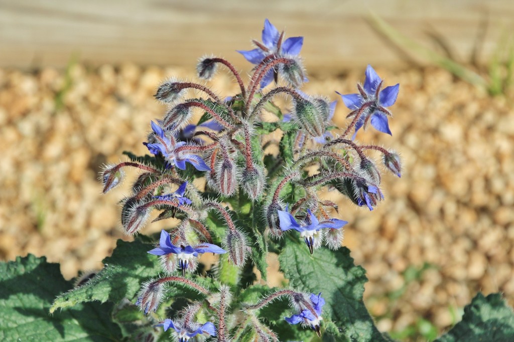 Foto: Jardín Botánico - Blanes (Girona), España
