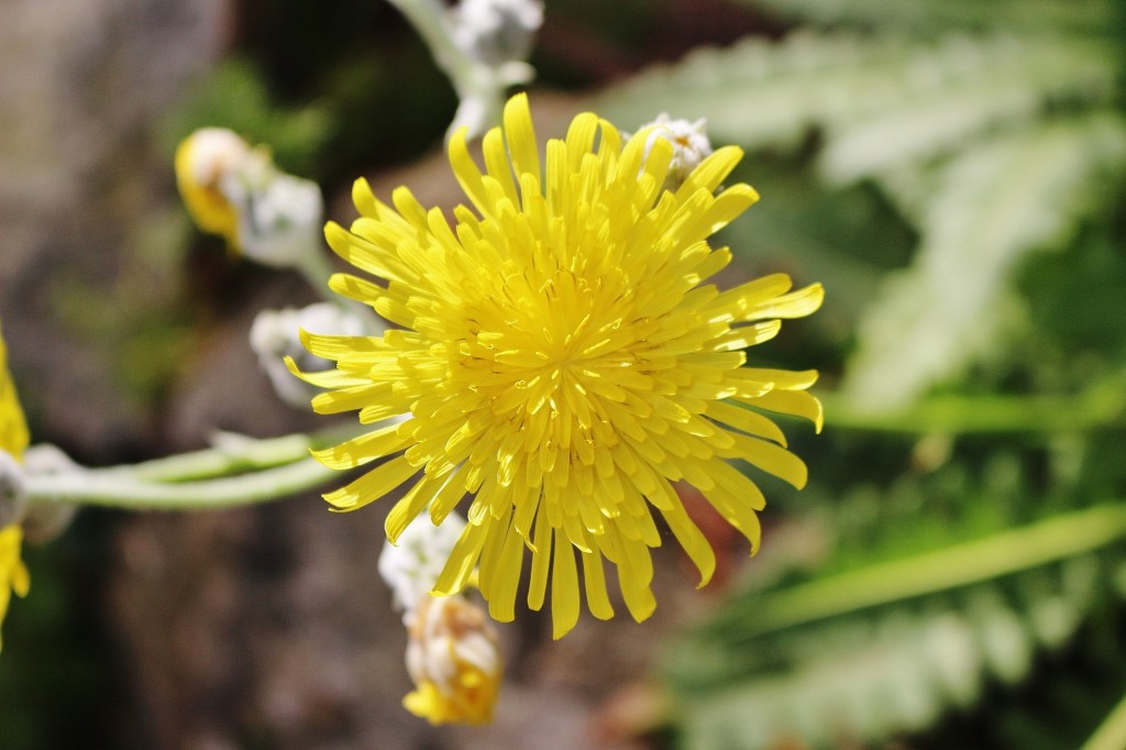 Foto: Jardín Botánico - Blanes (Girona), España