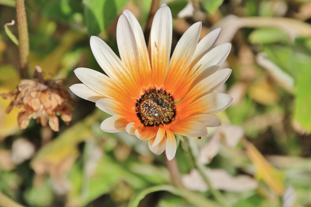 Foto: Jardín Botánico - Blanes (Girona), España