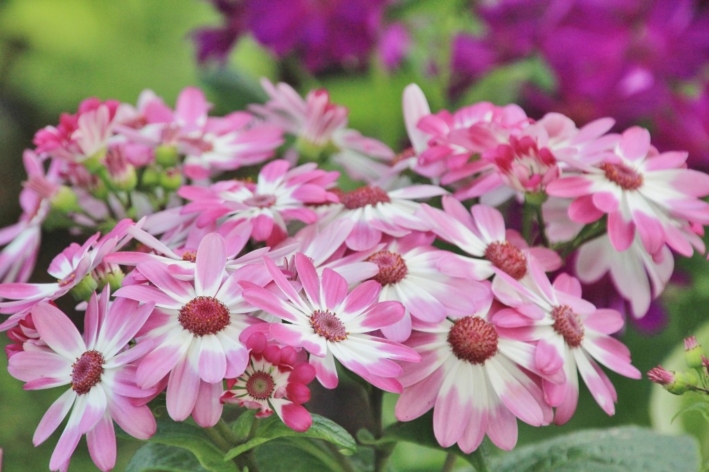Foto: Jardín Botánico - Blanes (Girona), España