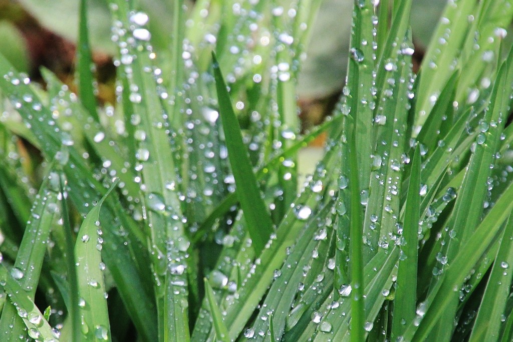 Foto: Jardín Botánico - Blanes (Girona), España