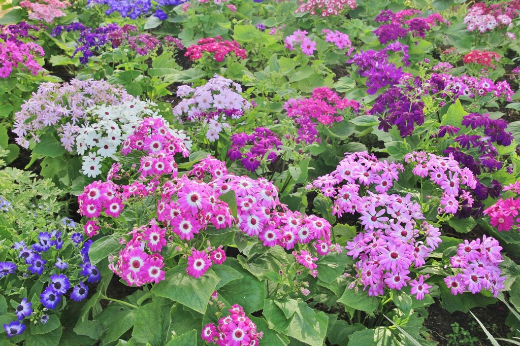 Foto: Jardín Botánico - Blanes (Girona), España