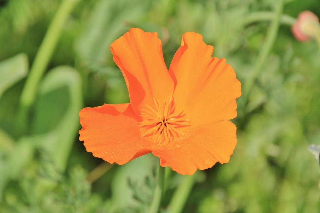 Foto: Jardín Botánico - Blanes (Girona), España