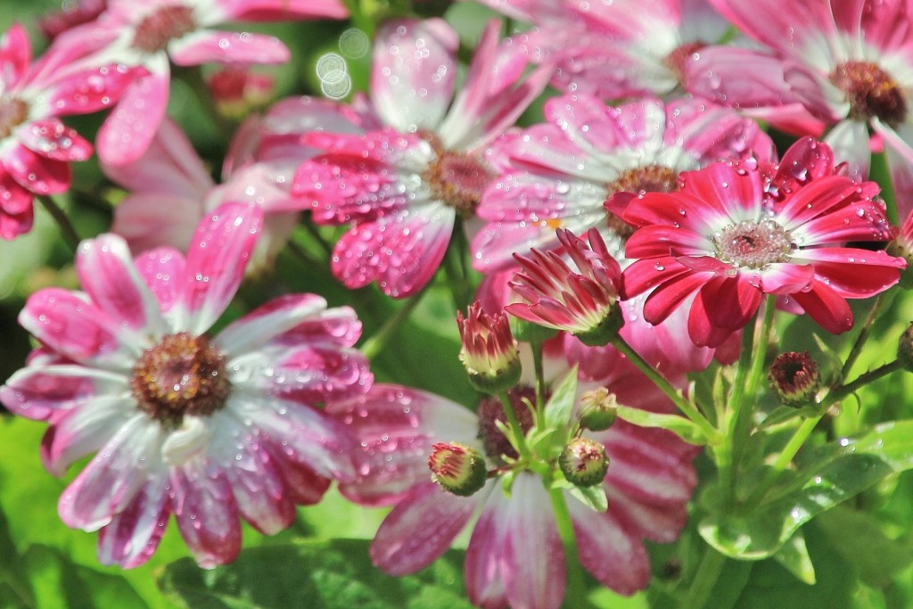 Foto: Jardín Botánico - Blanes (Girona), España