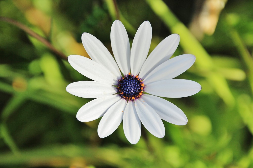 Foto: Jardín Botánico - Blanes (Girona), España