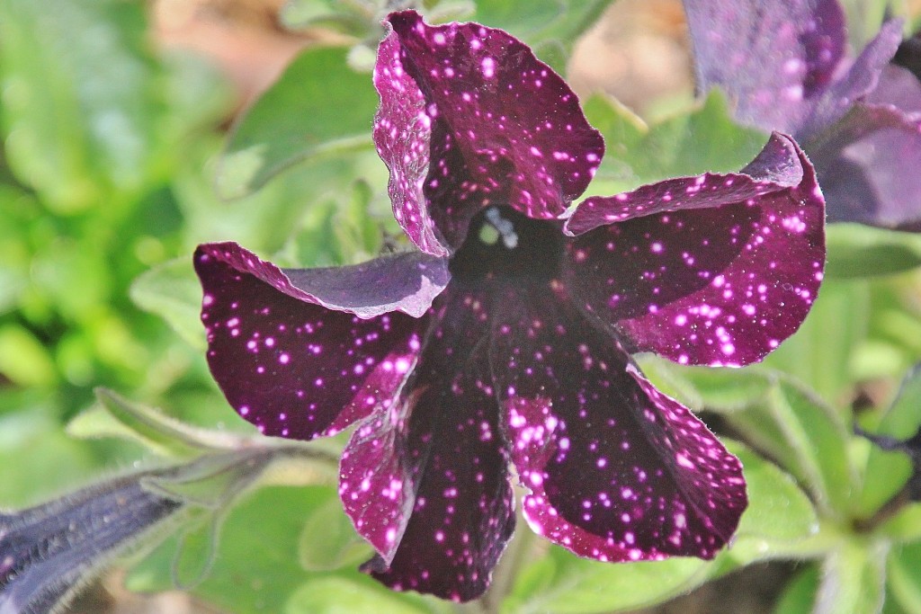 Foto: Un poco de color - Tossa de Mar (Girona), España
