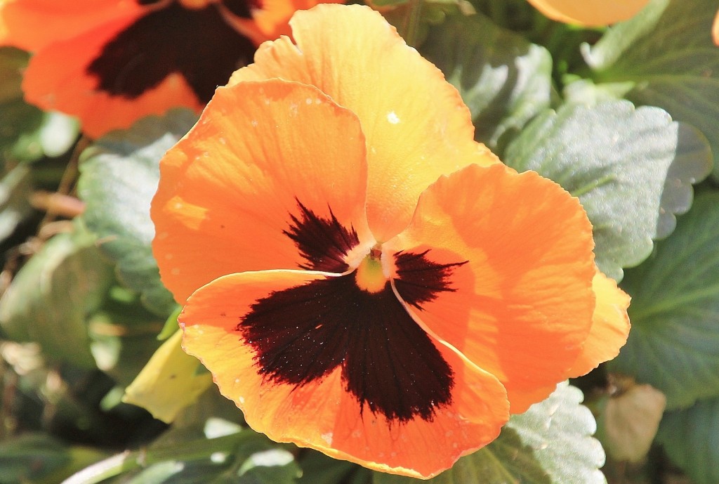 Foto: Un poco de color - Tossa de Mar (Girona), España