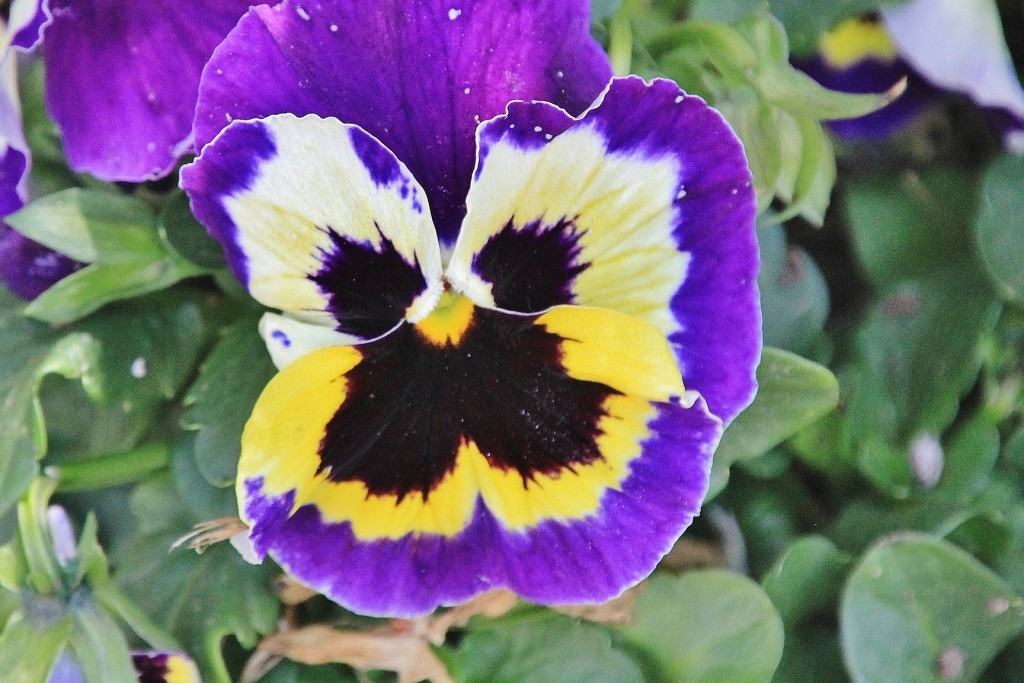 Foto: Un poco de color - Tossa de Mar (Girona), España